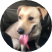 Dog featured in a VapeOrdr customer testimonial